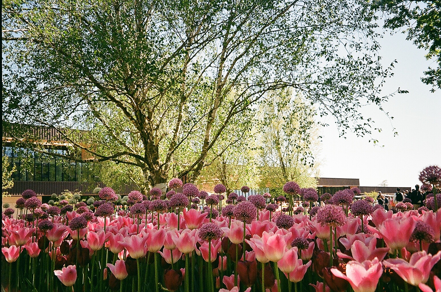 tulip season on film