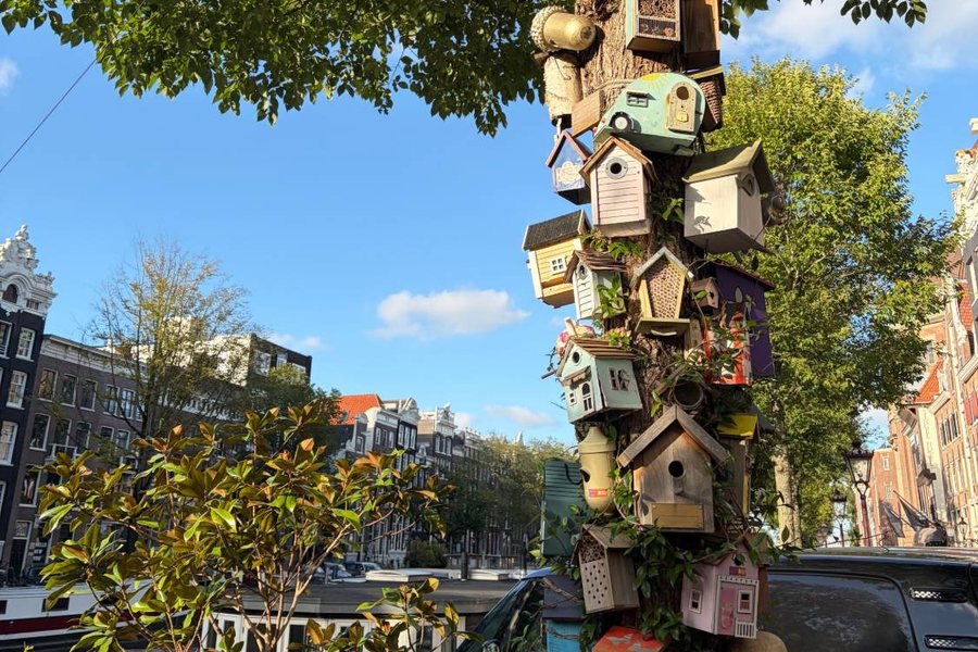 A canal-side tree covered in colourful birdhouses
