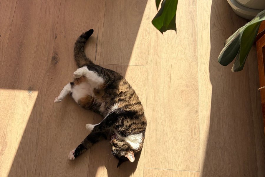 A tabby cat stretched out in a patch of sunlight on the floor